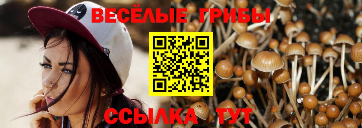 Саянск  Псилоцибиновые грибы Cubensis  Вход с VPN  Галлюциногенные грибы Cubensis 